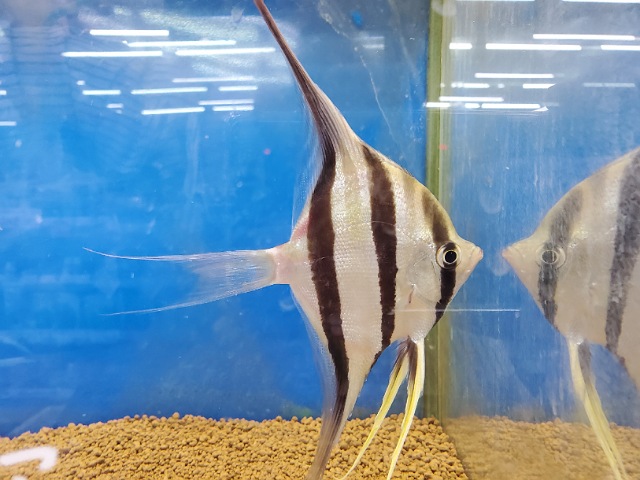 アルタムエンゼル
