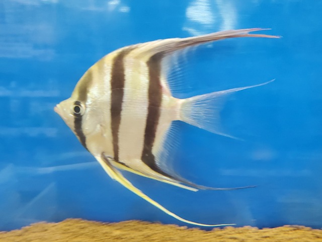 アルタムエンゼル