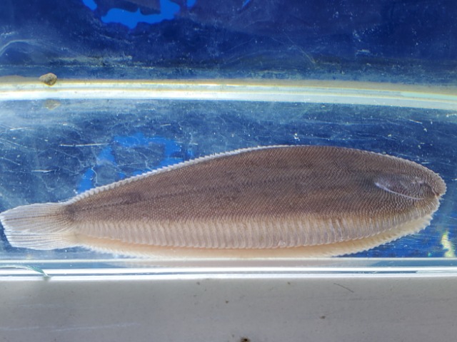 南米淡水シタビラメ