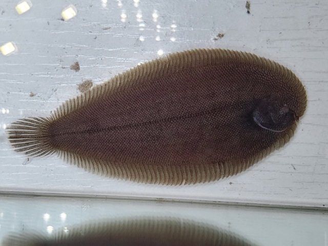 南米淡水シタビラメ