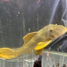 本日２０日熱帯魚入荷リスト！！　２０２５年６月２０日！！！