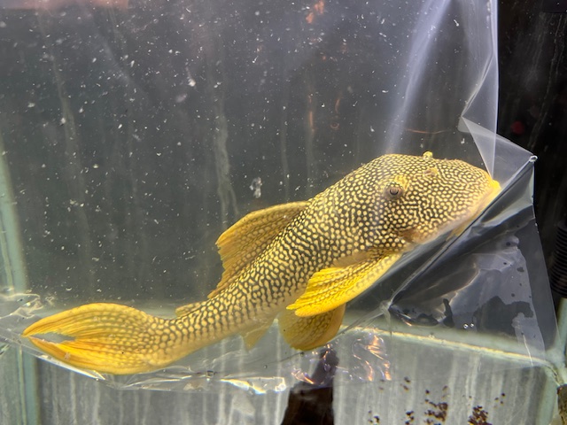本日２０日熱帯魚入荷リスト！！　２０２５年６月２０日！！！