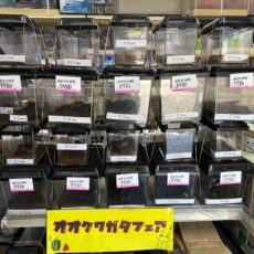 記事一覧へ