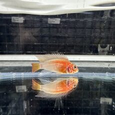 アピスト　マクマステリー　ゴールドレットショルダー　２０２５年５月入荷！！