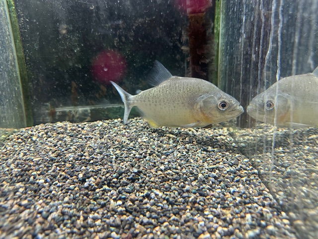 ダイヤモンドブラックピラニア