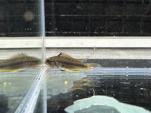 カカトオイデス