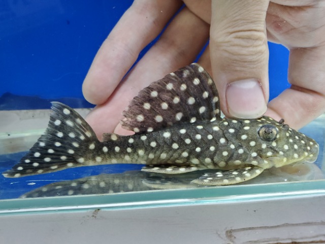 ブラックウィズホワイトカイザープレコ