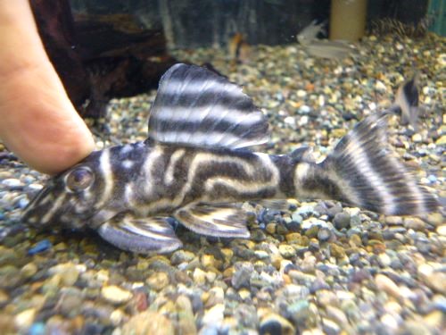 ダークエビルペコルティア