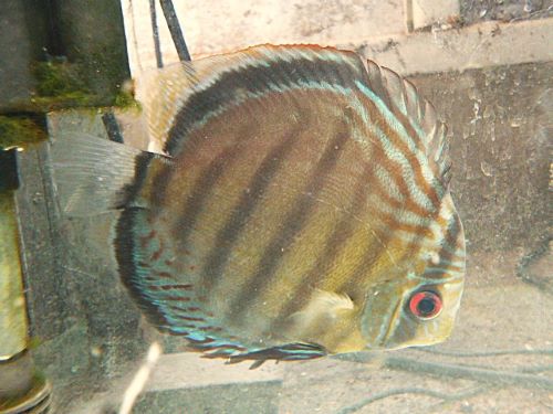 グリーンディスカス