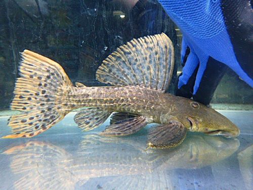 タイタニックトリムプレコ　約２５ｃｍ　２０２５年７月１８日入荷