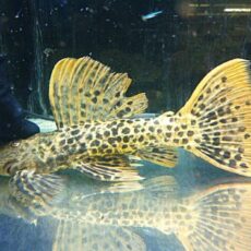 タイタニックトリムプレコ　約２０ｃｍ　　２０２５年７月２５日入荷