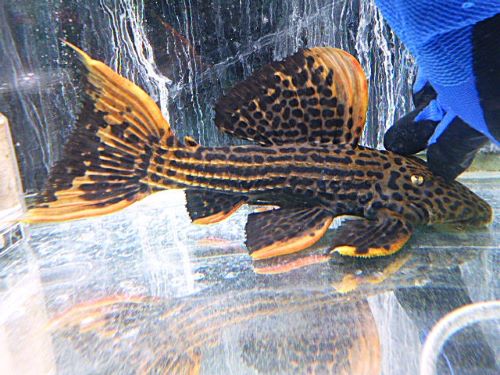 千葉・神奈川・栃木の熱帯魚ショップ｜東葛ペットの熱帯魚コーナー