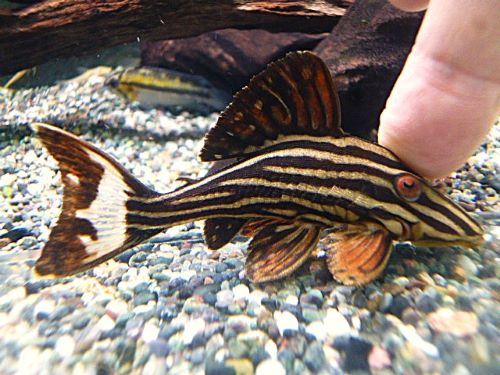 プラチナロイヤルプレコ