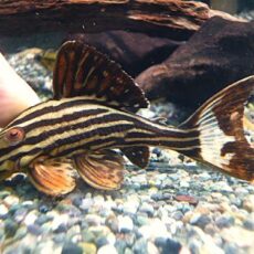 プラチナロイヤルプレコ　２０２５年６月１９日入荷