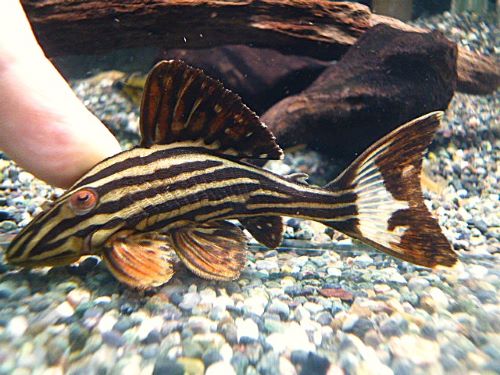 プラチナロイヤルプレコ　２０２５年６月１９日入荷