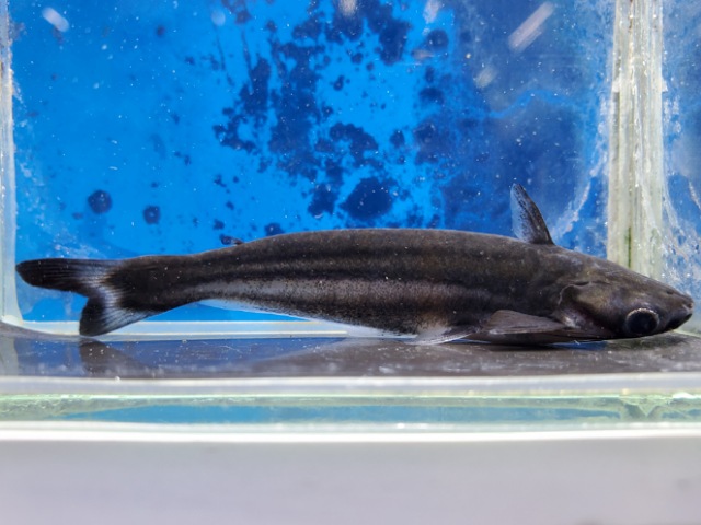 アウケニプテルス　ヌカリス