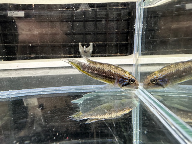 メンデジィ