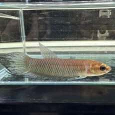 WILD　ベタ　シモルム　JAMBI　ペア　２０２５年６月入荷！！
