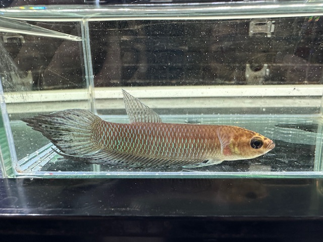 WILD　ベタ　シモルム　JAMBI　ペア　２０２５年６月入荷！！