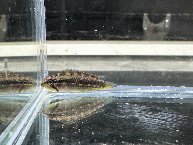 メンデジィ