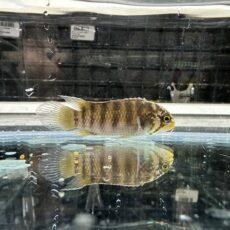 イバナカラ　アドケタ　サンガブリエル　２０２５年７月入荷！！