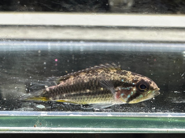 メンデジィ