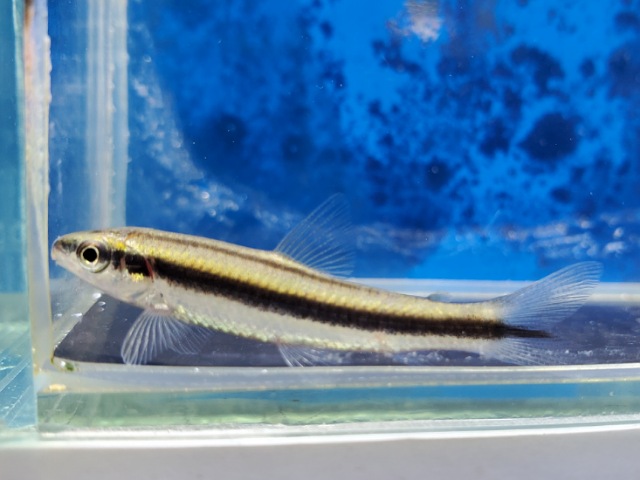Coruntas pomgoens