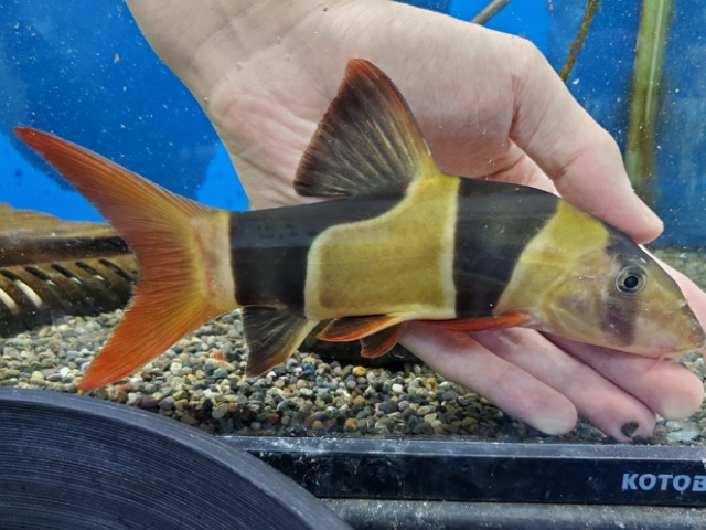クラウンローチ　1　大きめサイズ　