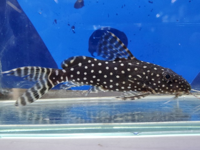 シノドンティス　アンジェリカス