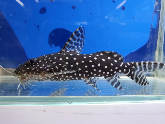 シノドンティス　アンジェリカス