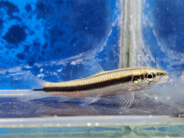 Coruntas pomgoens