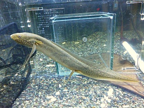 プロトプテルス　アンフィビウス