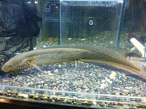 プロトプテルス　アンフィビウス