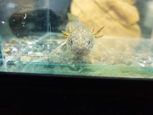 プロトプテルス　アンフィビウス