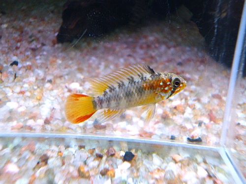 ヴィエジタ