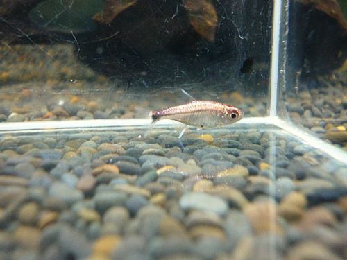 プラチナディープレッドホタルテトラ　２０２５年８月１５日入荷