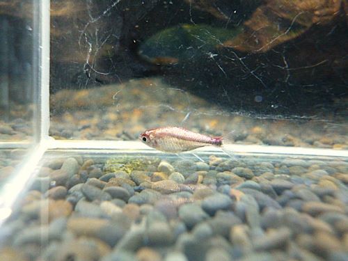 ディープレッドホタルテトラ