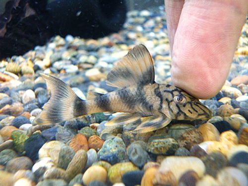 ネットワークタイガープレコ　２０２５年８月２日入荷