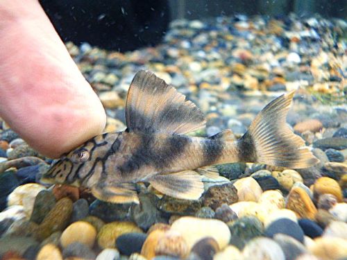 ネットワークタイガープレコ