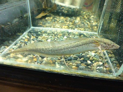 プロトプテルス　アンフィビウス