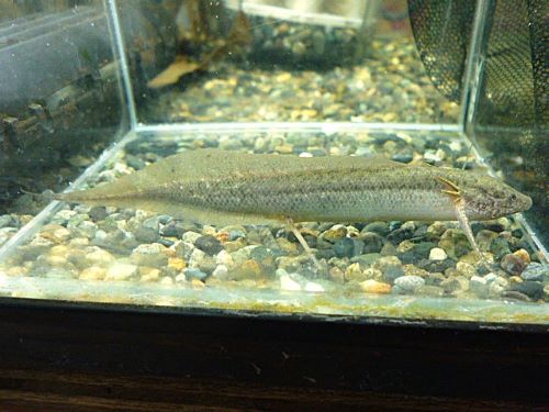プロトプテルス　アンフィビウス