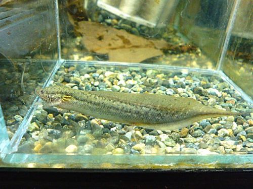 プロトプテルス　アンフィビウス
