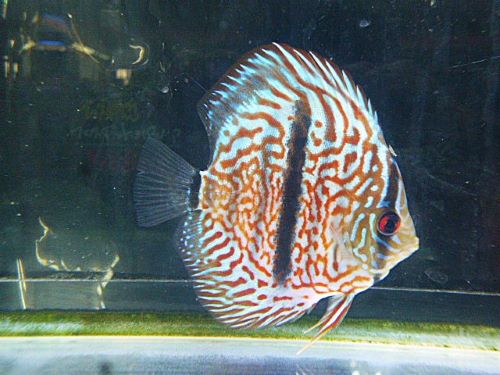 ヘッケルクロス・ディスカス