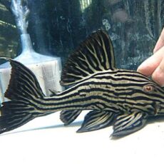 プラチナロイヤルプレコ約２０ｃｍ　　２０２５年８月１９日入荷