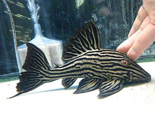 プラチナロイヤルプレコ約２０ｃｍ　　２０２５年８月１９日入荷