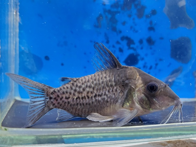 コリドラスsp.セミロングノーズジャカレアカンガ