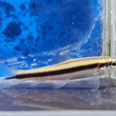 Coruntas pomgoens　2025年8月入荷！