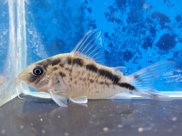 コリドラス　ロングノーズエヴェリナエ