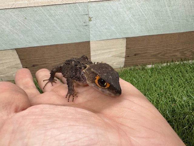アカメカブトトカゲ
