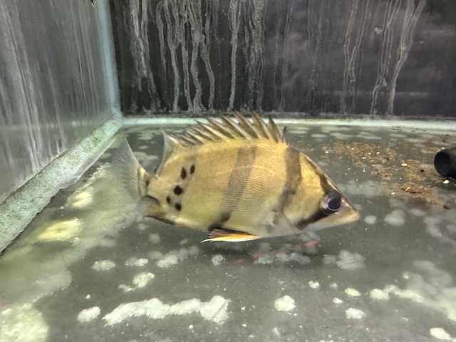 フォーバンドダトニオ